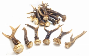 Naturalny Gryzak z Poroża Jelenia HARD XXL" Dł : 20-22cm. Waga Psa 15-35kg 