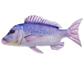 GABY-Pluszak-Ryba-Jak-Zywa-Zabawka-Poduszka-DENTEX-80-cm-NA-PREZENT.jpeg