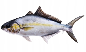 Gaby Poduszka Maskotka Ryba Jak Żywa SERIOLA Na Prezent 105 cm.