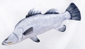 barramundi1.jpg