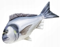 Dorada-Ryba-Jak-Zywa-Pluszak-Poduszka-Maskotka-60-cm-NA-PREZENT-EAN-GTIN-5905279175600.jpeg