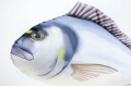 Dorada-Ryba-Jak-Zywa-Pluszak-Poduszka-Maskotka-60-cm-NA-PREZENT-Kod-producenta-GP-175600.jpeg