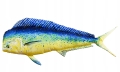 GABY-Pluszak-Ryba-Jak-Zywa-Zabawka-Poduszka-KORYFENA-112-cm-NA-PREZENT.jpeg