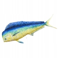 GABY-Pluszak-Ryba-Jak-Zywa-Zabawka-Poduszka-KORYFENA-112-cm-NA-PREZENT-EAN-GTIN-5905279780248.jpeg