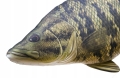 Maskotka-Ryba-Bass-Malogebowy-Poduszka-Jak-Zywa-67cm-NA-PREZENT-EAN-GTIN-5907709780095.jpeg