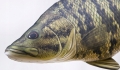 GABY-pluszak-ryba-zabawka-poduszka-BASS-Ryba-Jak-Zywa-35-cm-NA-PREZENT-Kod-producenta-GP-780118.jpeg
