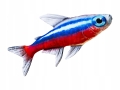 Maskotka-Gaby-Neonek-z-Akwarium-Neon-Innesa-Jak-Zywy-Poduszka-53-cm.jpeg
