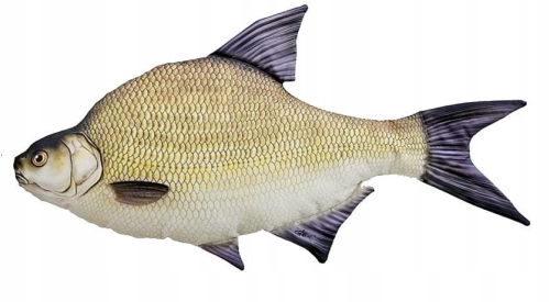 Pluszak-Ryba-Zabawka-Poduszka-Ulubiony-Leszcz-Jak-Zywy-68-cm-NA-PREZENT.jpeg