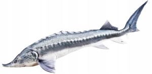 Jesiotr Bieługa Poduszka maskotka Ryba Jak Żywa 140 cm. NA PREZENT