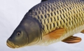 Poduszka-Antyalergiczna-Ryba-Jak-Zywa-Karp-Pelnoluski-36-cm-NA-PREZENT-Wysokosc-produktu-0-cm.jpeg