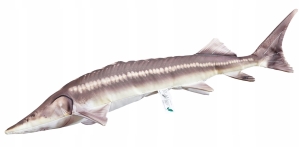 Jesiotr Sterlet Poduszka maskotka Ryba Jak Żywy 60 cm. NA PREZENT