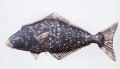 Antyalergiczna-Poduszka-Halibut-72-cm-Jak-Zywy-Na-PREZENT.jpeg