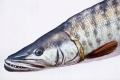 Antyalergiczna-Poduszka-Szczupak-amerykanski-80-cm-Jak-Zywy-Na-PREZENT-EAN-GTIN-5907709780132.jpeg