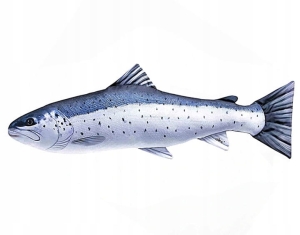 Antyalergiczna Poduszka Troć 110 cm. Jak Żywa Na PREZENT