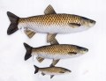 Antyalergiczna-Poduszka-Amur-105-cm-Jak-Zywy-Na-PREZENT-Kod-producenta-GP-175358.jpeg