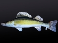 Antyalergiczna-Poduszka-Sandacz-Jak-Zywy-50-cm-Na-PREZENT-Kod-producenta-GP-175235.jpeg