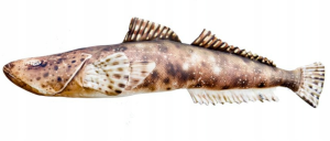 PŁASKOGŁOWY 97 cm Poduszka Zabawka Maskotka Ryba Jak Żywa Na Prezent Gaby