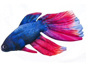 Bojownik syjamski Ryba Rybka AKWARYJNA Jak Żywa Poduszka 53 cm. NA PREZENT