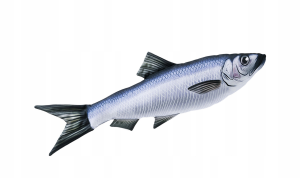 ŚLEDŹ 60 cm Poduszka Zabawka Maskotka Ryba Jak Żywa Na Prezent Gaby