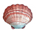 Muszla Pomarańczowa  45 cm.png