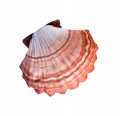 MUSZLA POMARAŃCZOWA 45cm.png