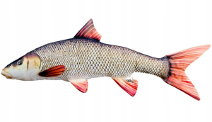 BRZANA 80cm Poduszka Zabawka Maskotka Ryba Jak Żywa Na Prezent Gaby