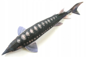 JESIOTR 36 cm Poduszka Zabawka Maskotka Jak Żywa Na Prezent Gaby