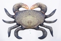 mudcrab2.jpg