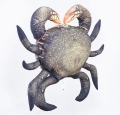 mudcrab3.jpg