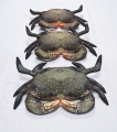 mudcrab5.jpg