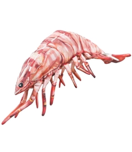 KREWETKA TYGRYSIA 65 cm Poduszka Zabawka Maskotka Ryba Jak Żywa Na Prezent Gaby