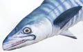 makrelahiszp3.png