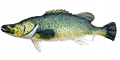 DORSZ MURRAY2.png