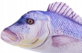 GABY-Pluszak-Ryba-Jak-Zywa-Zabawka-Poduszka-DENTEX-80-cm-NA-PREZENT-Kod-producenta-GP-175884.jpeg