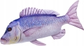 GABY-Pluszak-Ryba-Jak-Zywa-Zabawka-Poduszka-DENTEX-80-cm-NA-PREZENT-EAN-GTIN-5905279175884.jpeg