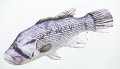 dhufish-1.jpg