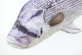 dhufish-2.jpg